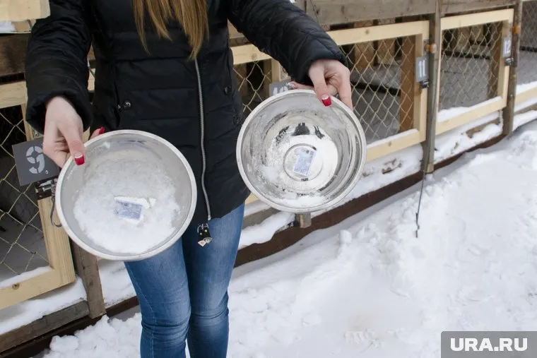 Компания больше не будет отлавливать и утилизировать бродячих собак