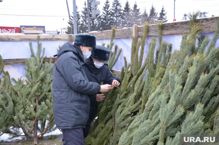 Инспекторы Россельхознадзора каждое дерево перед отправкой за рубеж проверили