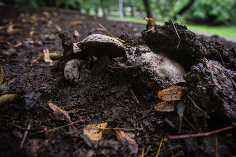 Грибы в Дендрологическом парке. Екатеринбург