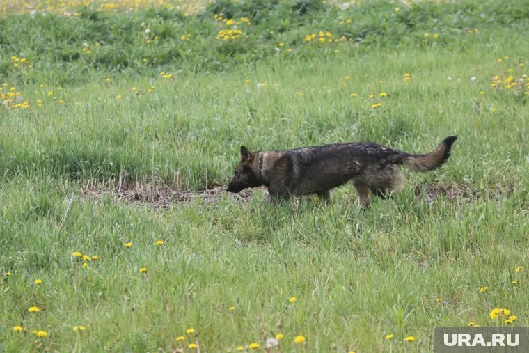 Собака напала на ребенка возле стадион
