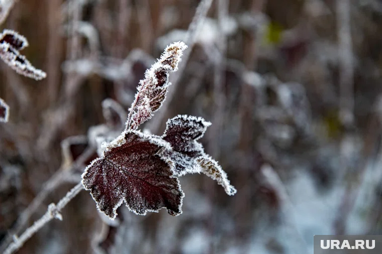 После непродолжительного морозного периода начнется потепление, считают метеорологи