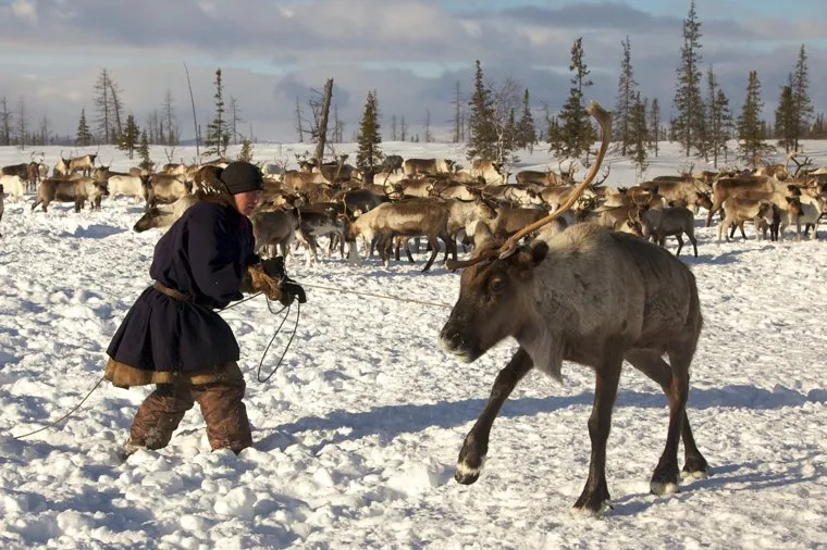 Быт Ямальских оленеводов. 