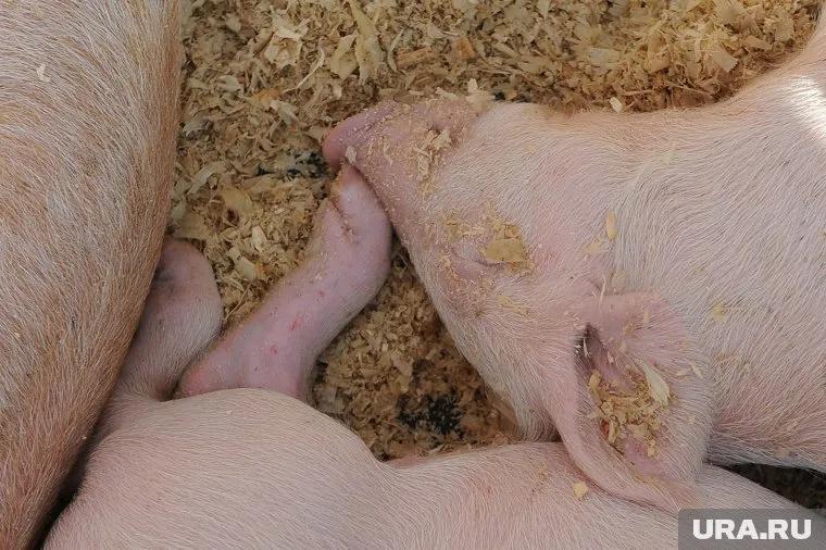 В Зауралье зараженных животных привезли из Тюмени