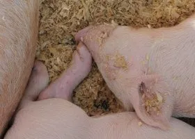 Фотография из галереи