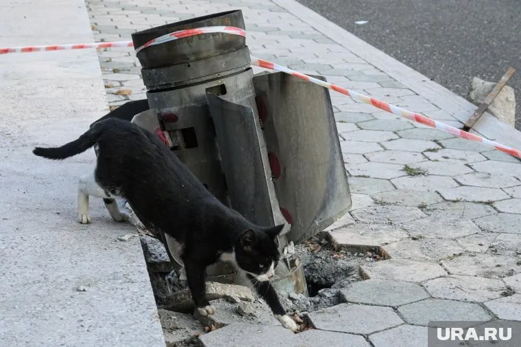 Когда кошка приближается к неразорвавшейся ракете «Смерч», все в округе замирают