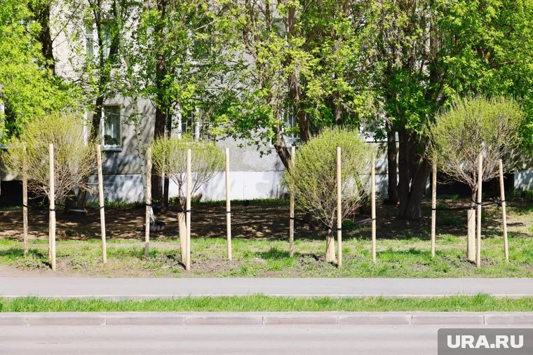Уже прижившиеся ивы на курганском проспекте были не того размера
