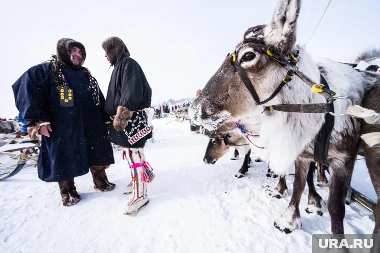 Маркировать оленей фермеры будут за счет государства