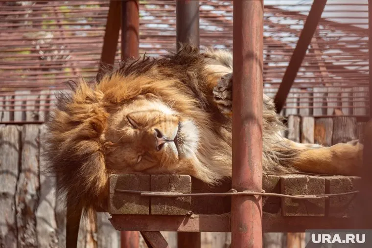 За транспортировкой животных следит природоохранная прокуратура