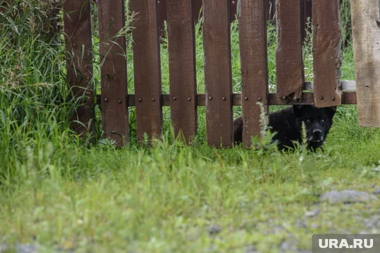 Ветеринары ХМАО привьют от бешенства собак, живущих на дачах
