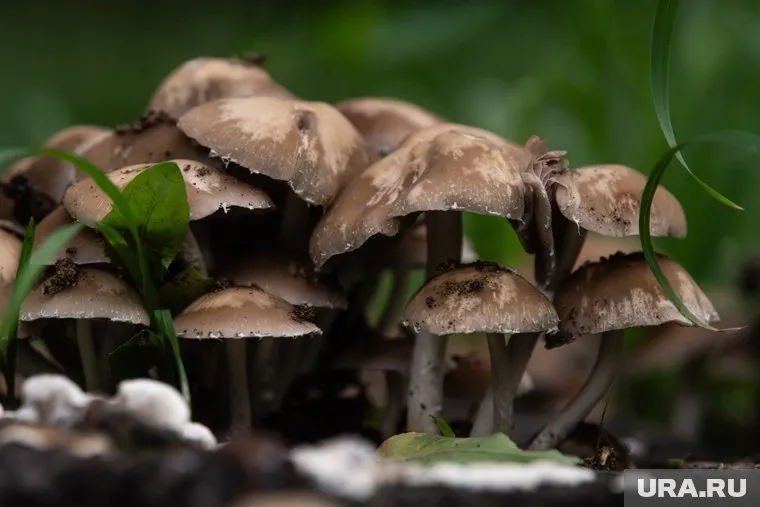 В Дендропарке грибы естественно вписались в ландшафт 