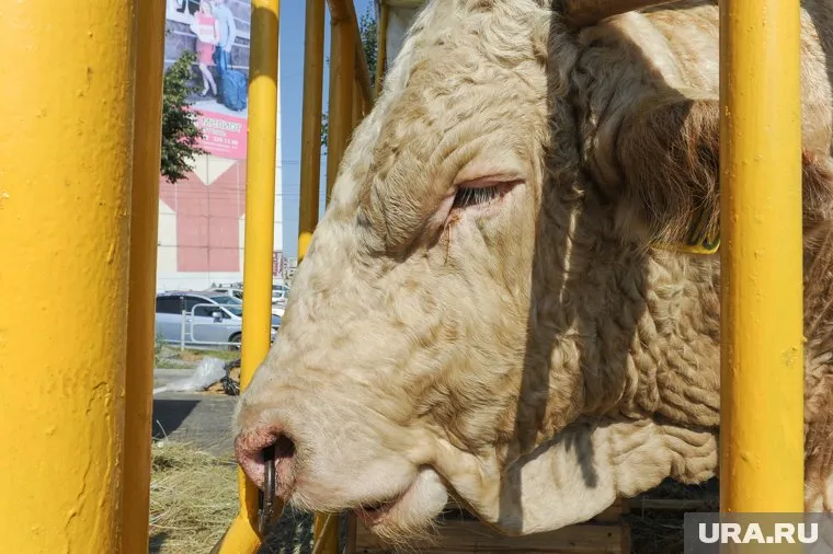 Бык и раньше не отличался кротким нравом, говорят местные жители (фото из архива)