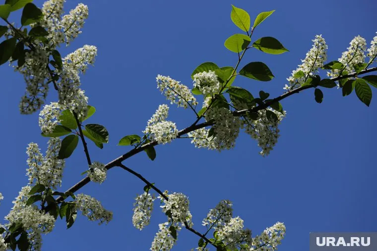 Активисты выбрали черемуху, так как она растет и на Мамаевом кургане
