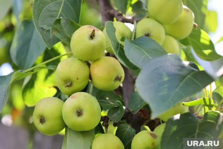 Яблони летом подкармливают три раза