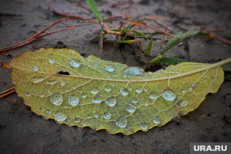 Оттепель ожидается в Курганской области