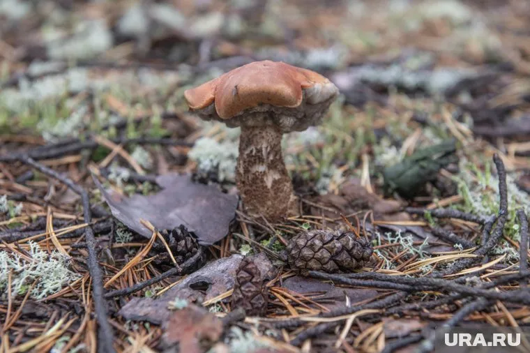 В Мотовилихинском районе уже не в первый раз собирают урожай грибов