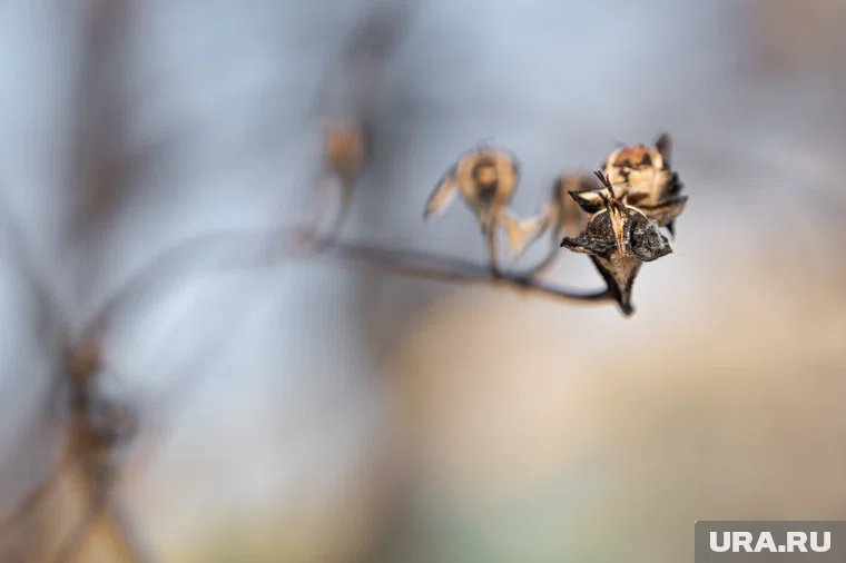 В народном календаре 5 декабря — Прокопьев день