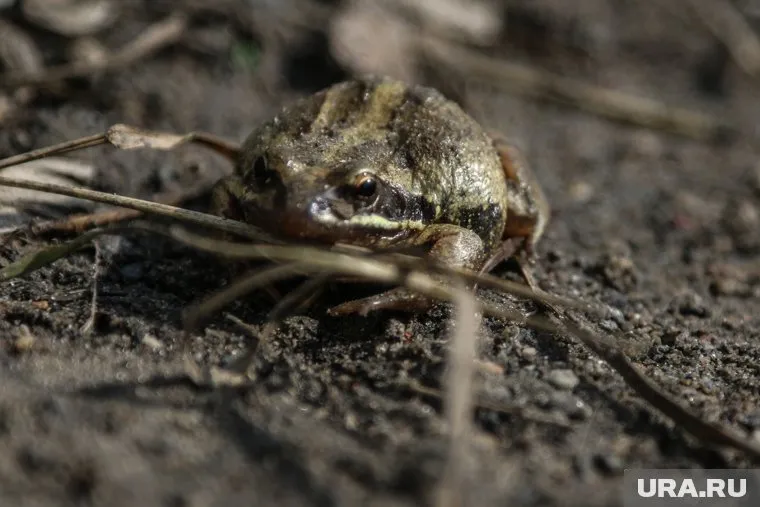 Экоактивистка организовала организовала «Жабьи патрули»