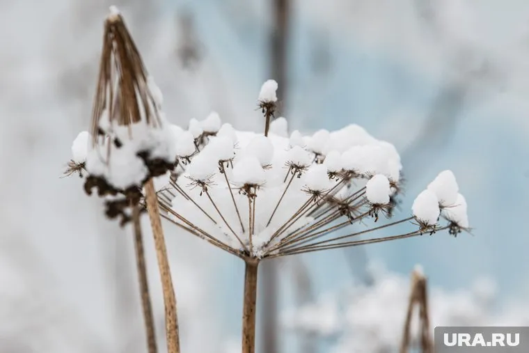 Борщевик будут уничтожать механически 