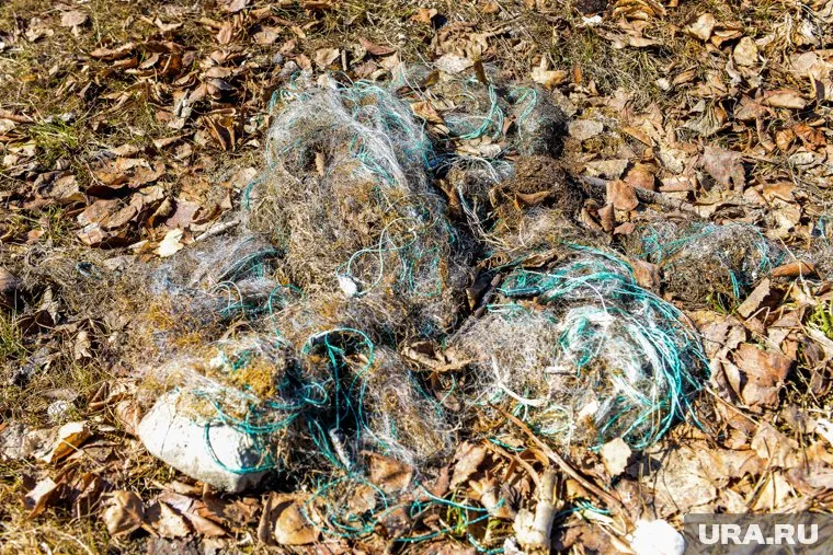 В Курганской области незаконно свозили биологические отходы