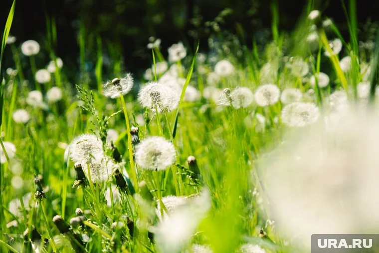 При покупке жилья одним из ключевых факторов стало обещание застройщика создать рядом парк