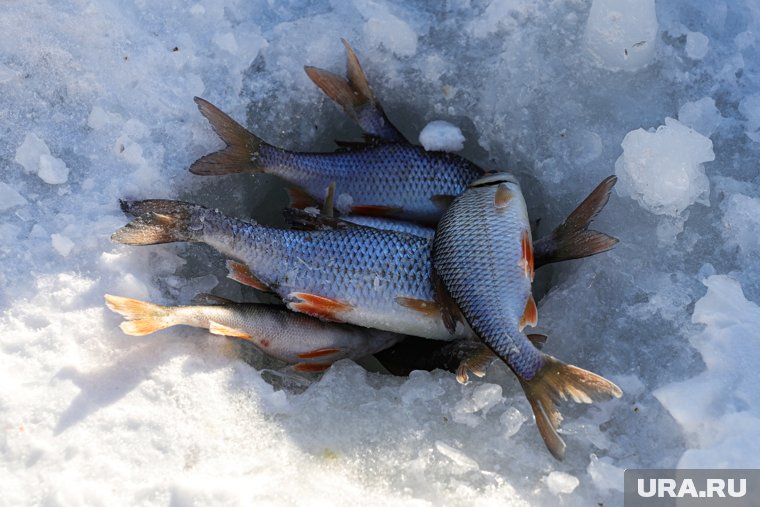 «Рыбалка получилась зашибись»: мэр из ХМАО эмоционально похвастался богатым уловом. Видео