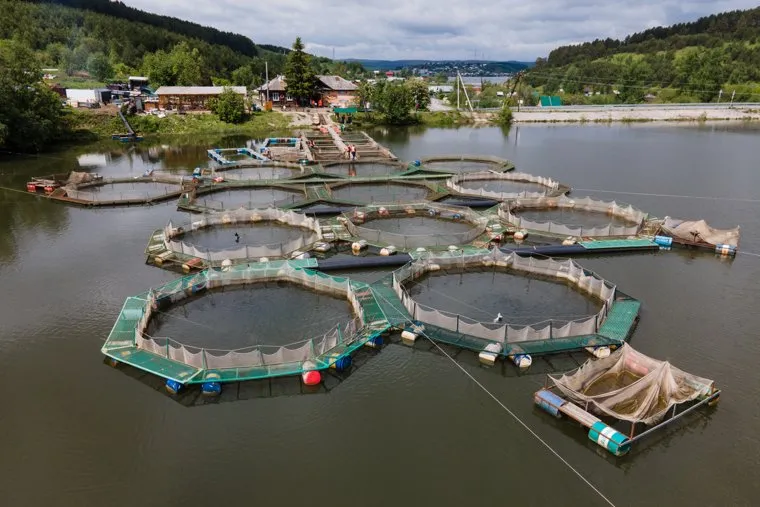 Форелевая ферма на реке Куба. Свердловская область, Михайловск