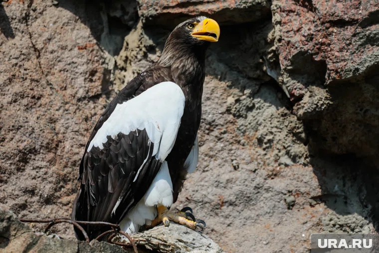 Масса орланов достигает 9,5 кило (архивное фото)