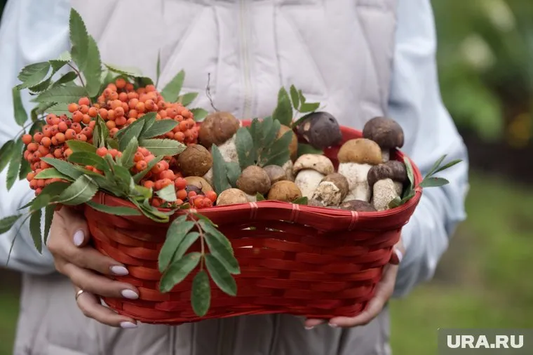 Семейства паутинника триумфального можно найти на Заячьем Острове