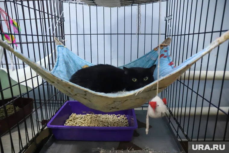 Приют продолжает поиски недвижимости для приобретения в собственность