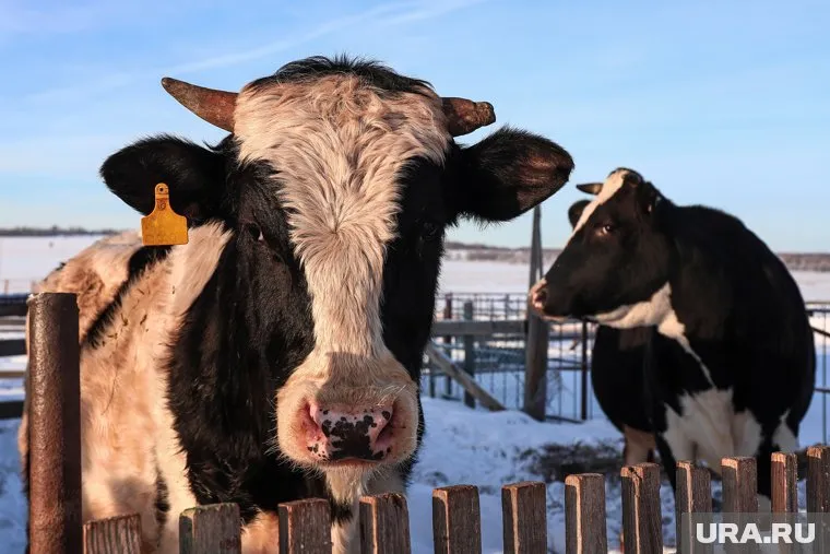 С 3 февраля в селе Казанское введен карантин из-за бешенства