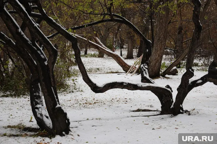 Однако в администрации города заявили, что деревья высаживали в грунт, а не в снег