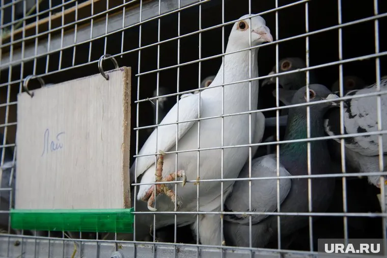 Птица не выдержала праздника