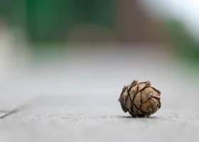 «Сезон начался»: челябинцам рассказали, сколько можно заработать на сборе шишек