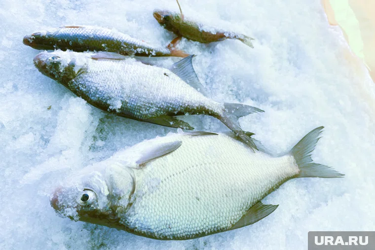 Хорошо клевало на озере Иткуль в Курганской области