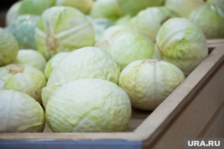 Капуста белокочанная стала самым подорожавшим продуктом в ЯНАО за неделю