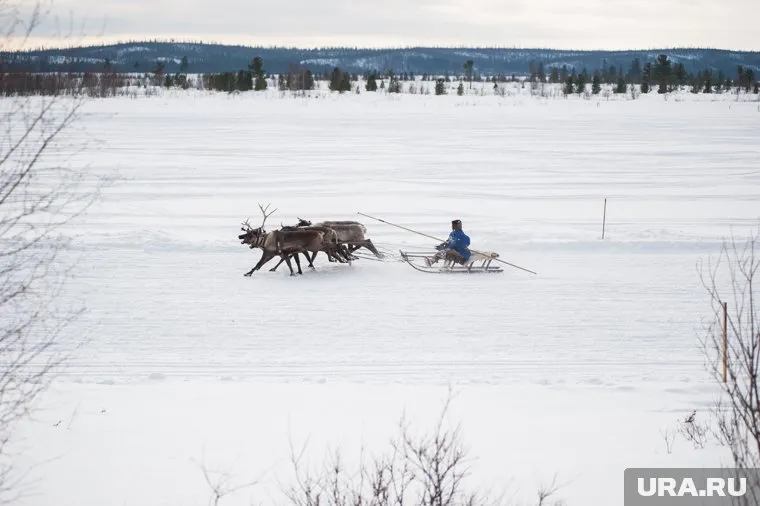 Блогер планирует устроить туристическую экспедицию в ямальской тундре