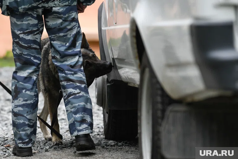 Возбуждено уголовное дело по статье о контрабанде наркотических веществ организованной группой в особо крупном размере