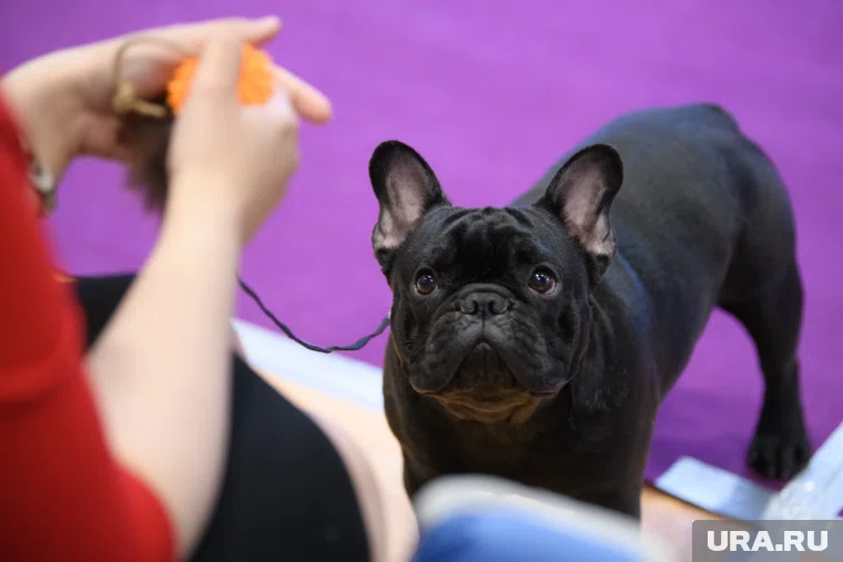 В ХМАО можно бесплатно вакцинировать собак