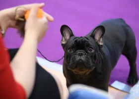 Где в ХМАО можно бесплатно привить питомца от бешенства