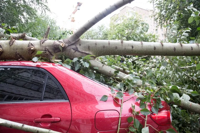 Упавшие деревья после урагана. Тюмень, упавшее дерево, дерево упало на машину
