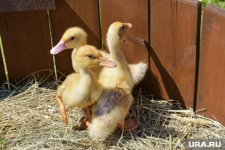 От утят под обстрелом отказалась мама, бойцы сумели спасти одного