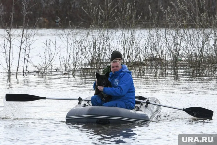 На лодках животных транспортируют в безопасную зону
