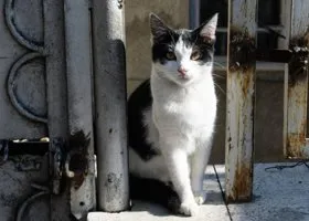 Боец из ЯНАО рассказал, как кот спасал жизни бойцов на передовой