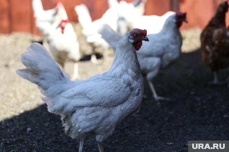 Поголовье птицы в Курганской области увеличилось на 7%