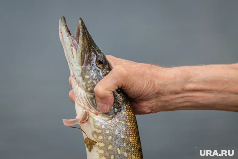 В Курганской области мужчина выловил большую щуку