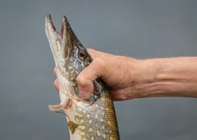 Курганский рыбак поймал огромную щуку в Кетовском округе