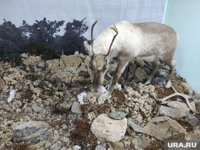 Чучела стоят в музее, а в лесу будут другие фигуры