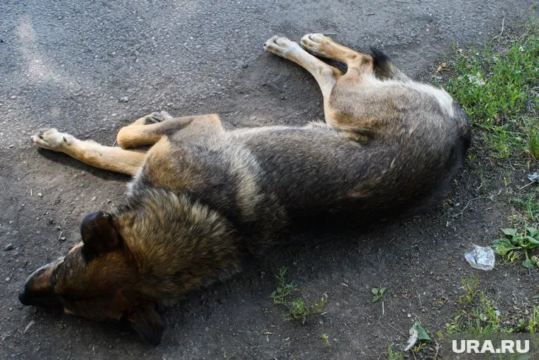 Животных убили, так как у одной из собак якобы обнаружили бешенство (архивное фото)