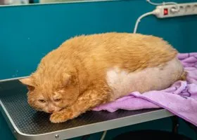 Ведущий Стиллавин высказался из-за смерти пермского кота Крошика