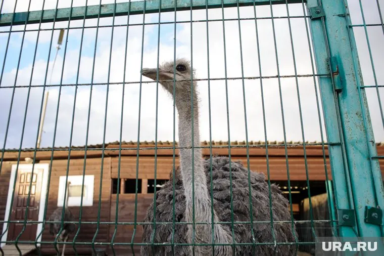 Экскурсия на страусиную ферму состоится 19 октября